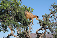 Goat in Argan tree