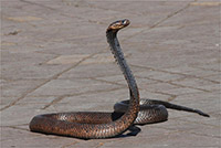 Snake charmed Jemaa el-Fnaa square, Marrakech