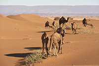 Camels in the desert