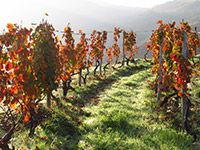 Wine grapes douro valley portugal