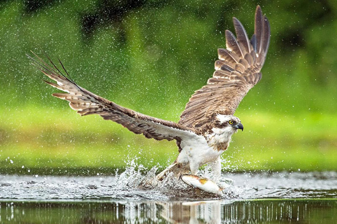 Fishing Osprey, Scotland